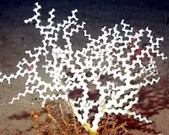 Description de l'image Zigzag coral (Madrepora oculata).jpg.