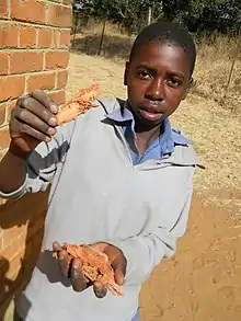 Photo d'un garçon tenant dans la main droite une racine qu'il montre à l'objectif.