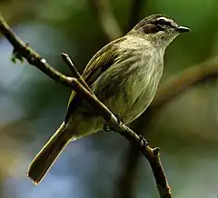 Description de l'image Zimmerius petersi Venezuelan Tyrannulet; Carabobo, Venezuela.jpg.