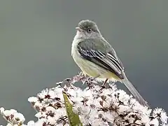 Description de l'image Zimmerius villarejoi - Mishana Tyrannulet (cropped).jpg.