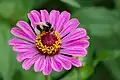 "Fleur" de Zinnia violacea butinée par un bourdon terrestre. Épinal, France