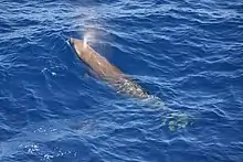 Une Baleine de Cuvier photographiée d'en haut, soufflant à la surface de l'eau.