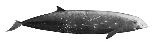 Dessin de Baleine à bec de Cuvier, qui montre la silhouette en forme de boudin et le bec court et sinusoïdal.
