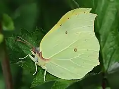 Vue d'un papillon aux ailes fermées jaune-verddâtres.