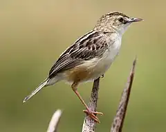 Description de l'image Zitting Cisticola - Cisticola juncidis.JPG.