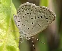 Zizeeria knysna.