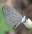 Papillon gris-bleuté aux ailes de même couleur