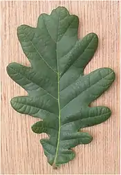 Bord lobé d'une feuille de chêne pédonculé