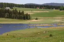 Étendue herbeuse brodée de sapin avec un plan d'eau au premier plan.