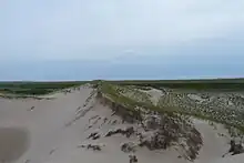 Une dune avec de la végétation d'un côté et du sable de l'autre