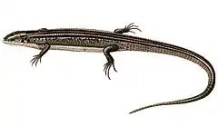 Description de l'image Zonosaurus ornatus.jpg.