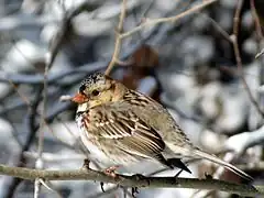 Description de l'image Zonotrichia querula by Nick Varvel.jpg.