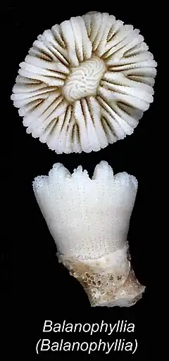 Balanophyllia laysanensis