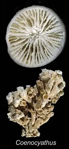 Description de l'image ZooKeys - Coenocyathus anthophyllites.jpeg.