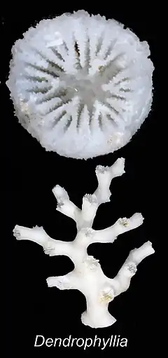 Dendrophyllia alcocki