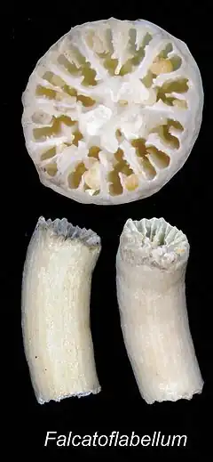 Falcatoflabellum raoulensis