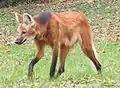 Loup à crinière (Chrysocyon brachyurus).