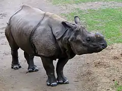 Un rhinocéros indien.