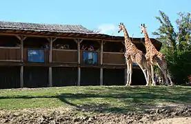 Enclos des girafes.
