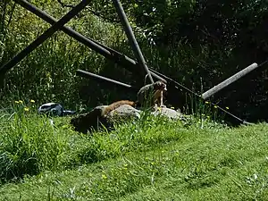 Un lémur couronné du zoo, avec un vari noir et blanc sur la gauche.