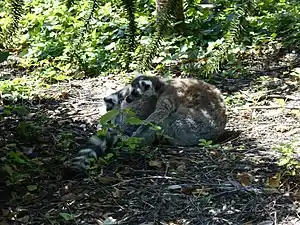 Deux maki catta se reposant dans la réserve malgache.