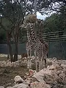 Trois girafes proche du panier repas.