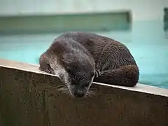 Loutre contemplative sur le muret.