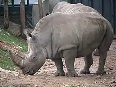 Rhinocéros blancs vu de profil.