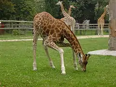 Girafe de Kordofan au Parc Zoologique de Paris.