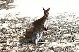 Wallaby à cou rouge