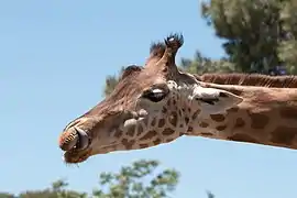 Girafe d'Afrique de l'Ouest