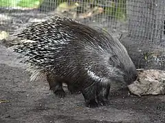 Porc-épic du CapHystrix africaeaustralisHystricidae