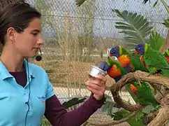 Le goûter des loriquets