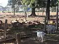 Troupeau de ruminants au zoo.