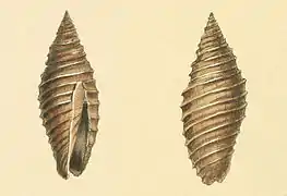 Subcancilla sulcata