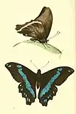 Papilio sosia (illustration)