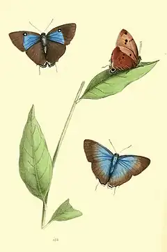 Description de l'image Zoological Illustrations Volume III Plate 133.jpg.
