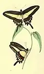 Papilio hectorides mâle (illustration)