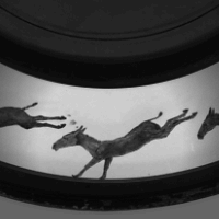 le Zoopraxiscope du photographe britannique Eadweard Muybridge. Ruade dessinée d'un âne (1879)
