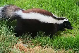 Moufette de Patagonie (Conepatus humboldtii)