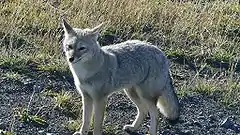 Renard gris d'Argentine (Lycalopex griseus)