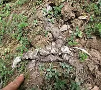 Fèces de renard des Andes, Soloco, Chachapoyas, Amazonas, Pérou.