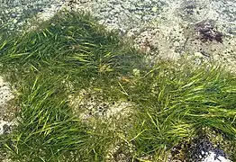 Zostera marina