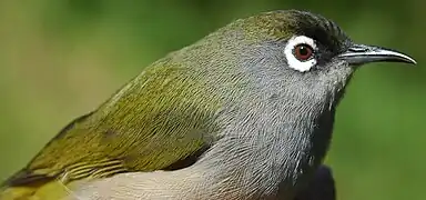 Oiseau vert