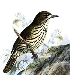 Description de l'image Zosterornis striatus Keulemans.jpg.