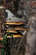 Fomes fomentarius carpophore dimidié