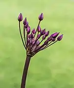 Butomus umbellatus (Butomaceae)