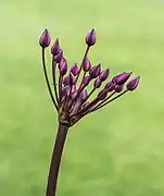 Boutons de fleurs