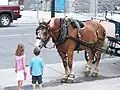 Enfants face à un cheval de calèche