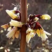 Fleurs blanches du forsythia blanc.